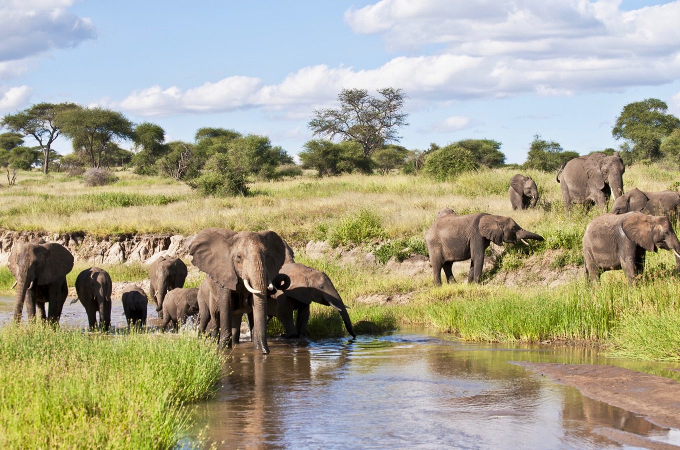 2 Days Tanzania Safari - Tarangire and Ngorongoro Crater.