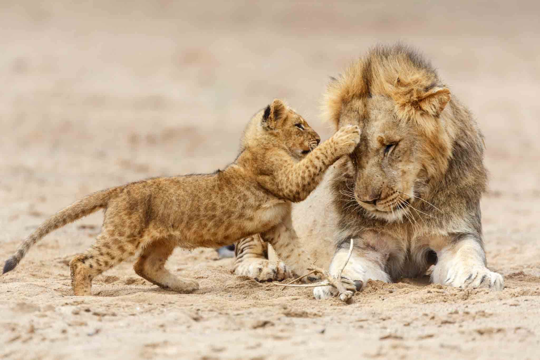 4 Days  Tanzania Safari - Tarangire, Serengeti and Ngorongoro Crater
