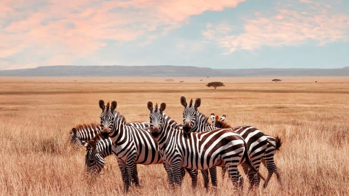 4 Days Tanzania Safari  - Serengeti and Ngorongoro Crater