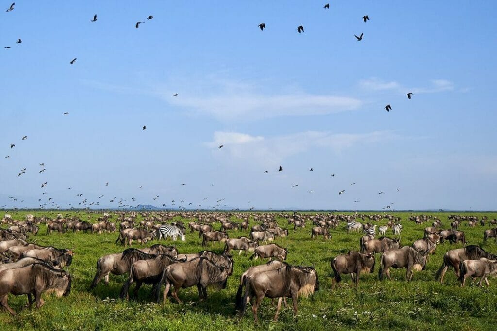 5 Days Tanzania Safari - Tarangire, Serengeti and Ngorongoro Crater