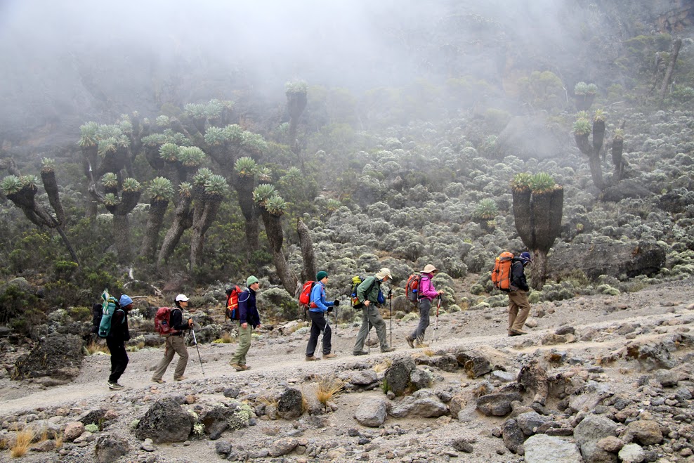 8 Days Kilimanjaro Climbing Lemosho Route