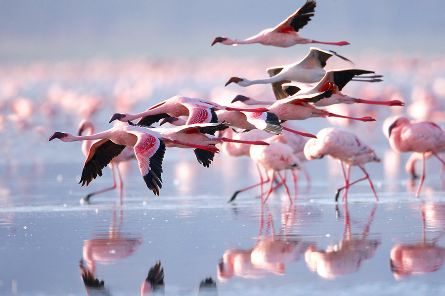 Lake Natron