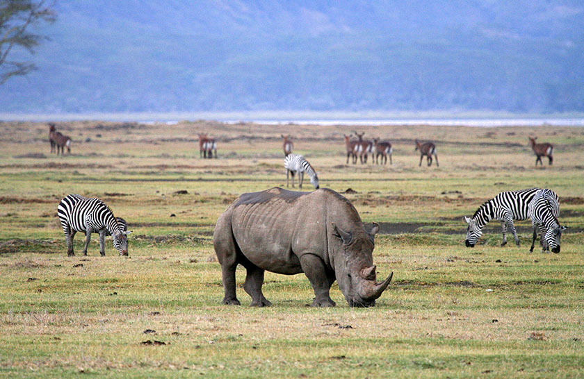 Ngorongoro Crater